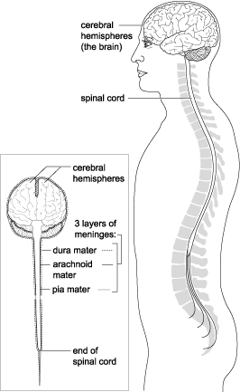 The brain and spinal cord