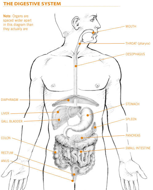 Picture of the digestive system, including stomach